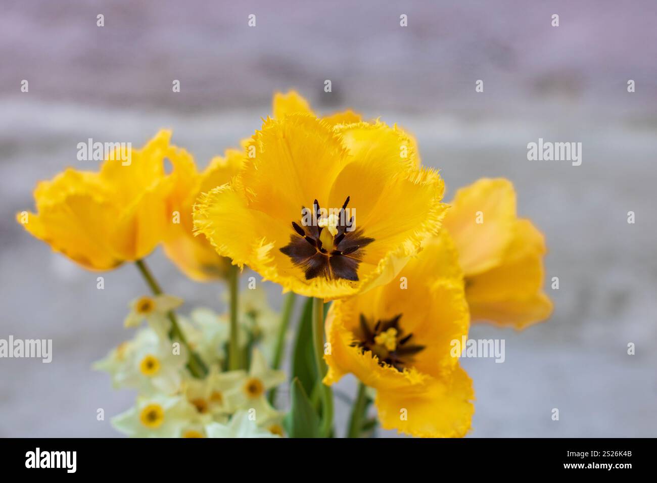 Spring colors in the Botanical Garden of Bucharest Stock Photo - Alamy