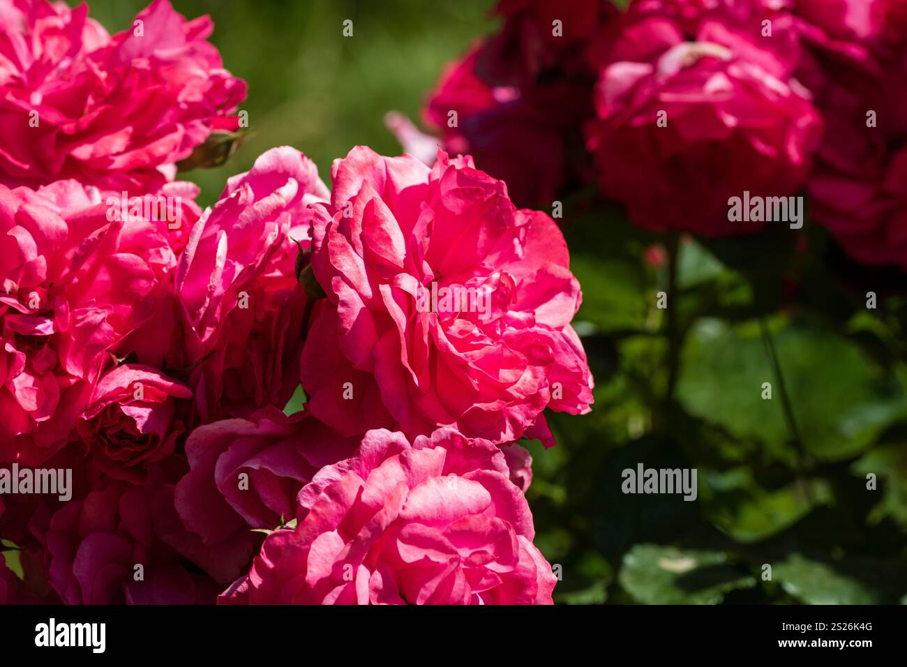 Spring colors in the Botanical Garden of Bucharest Stock Photo - Alamy