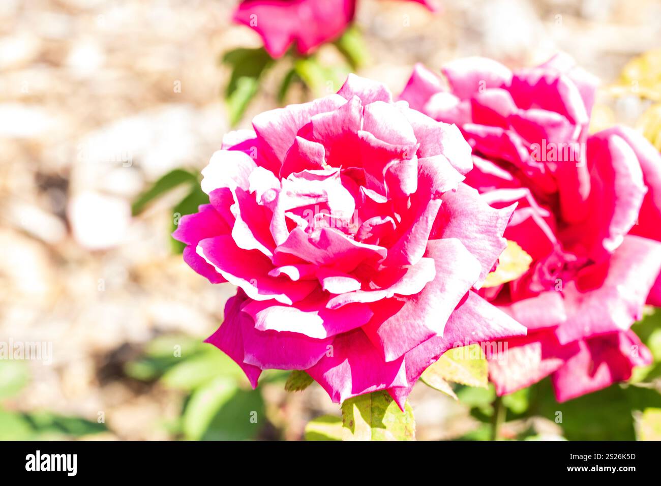 Spring colors in the Botanical Garden of Bucharest Stock Photo - Alamy