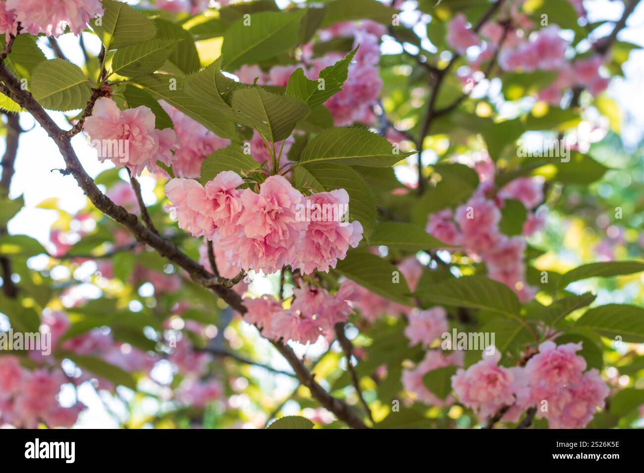 Spring colors in the Botanical Garden of Bucharest Stock Photo - Alamy