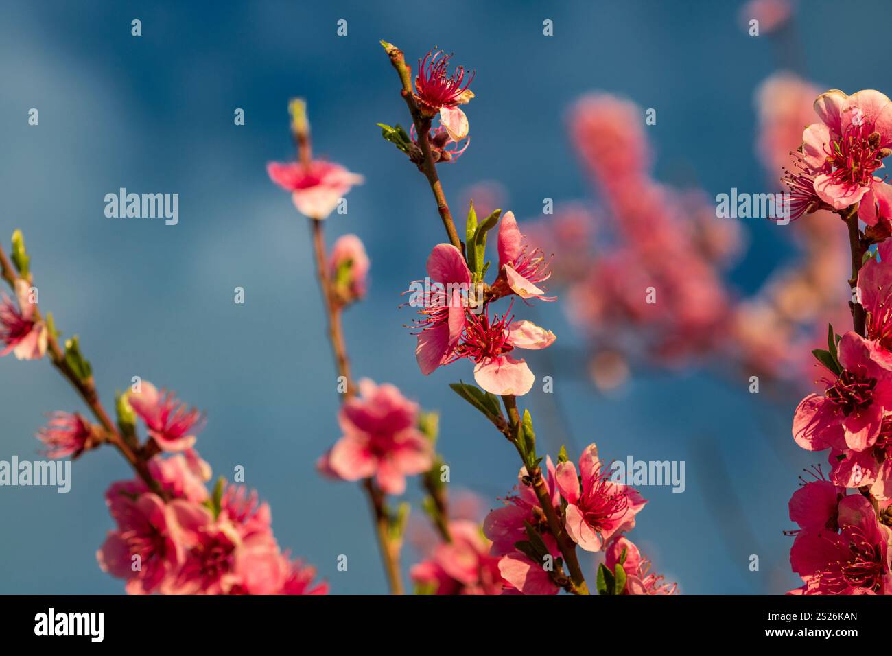Spring colors in the Botanical Garden of Bucharest Stock Photo - Alamy