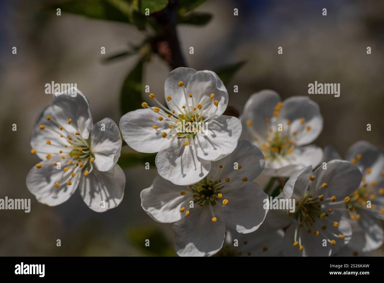 Spring colors in the Botanical Garden of Bucharest Stock Photo - Alamy