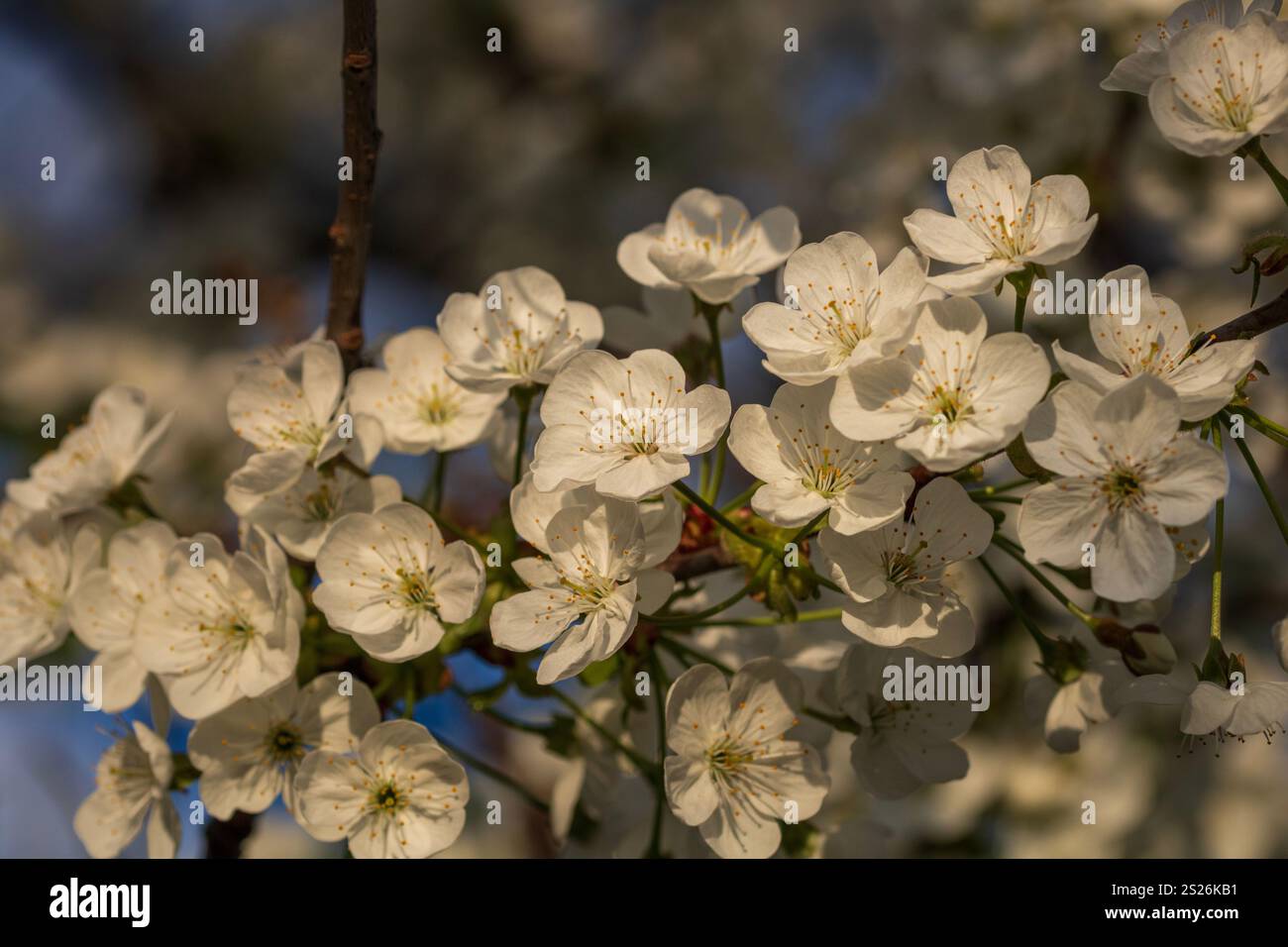 Spring colors in the Botanical Garden of Bucharest Stock Photo - Alamy