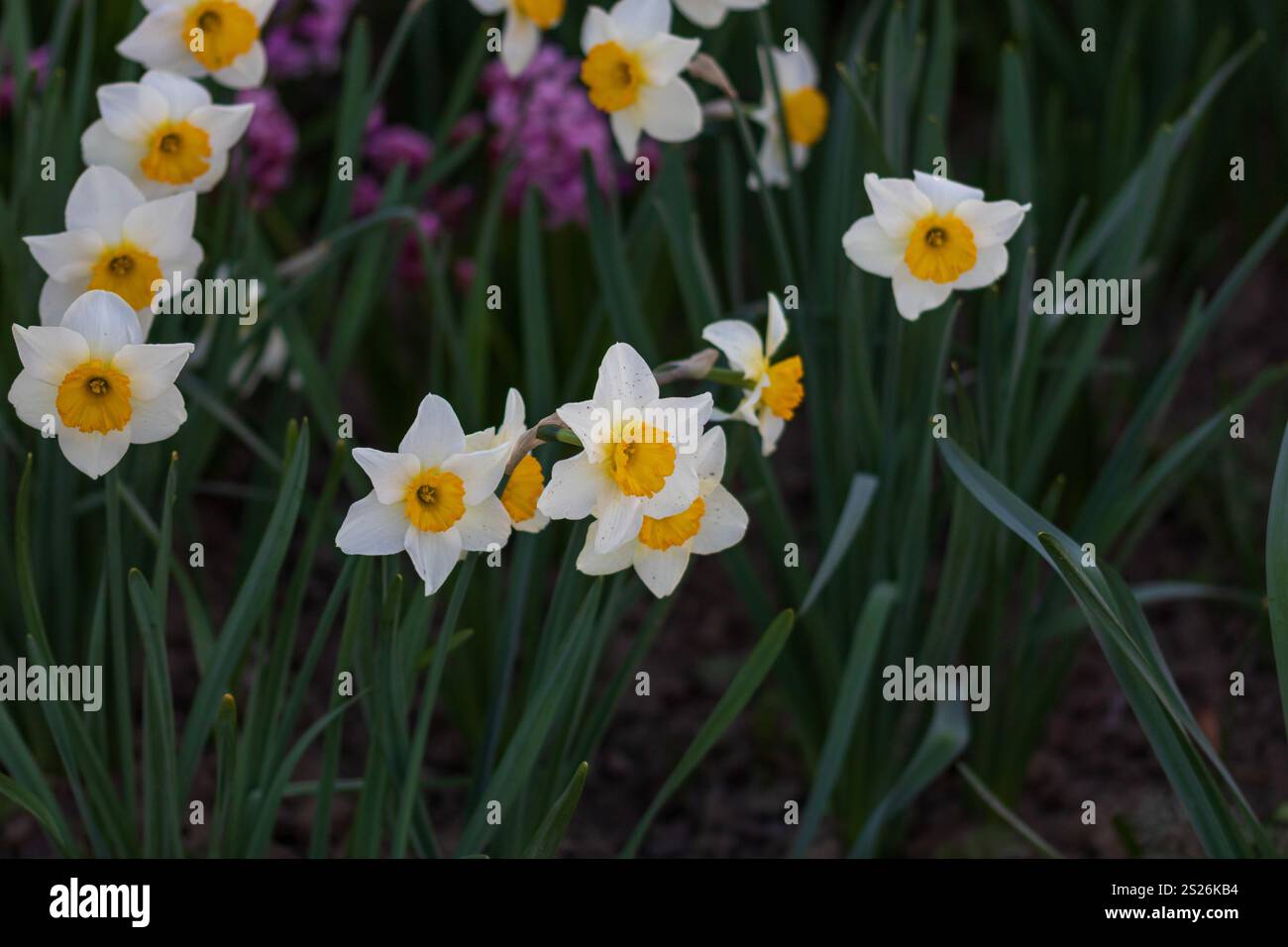 Spring colors in the Botanical Garden of Bucharest Stock Photo - Alamy