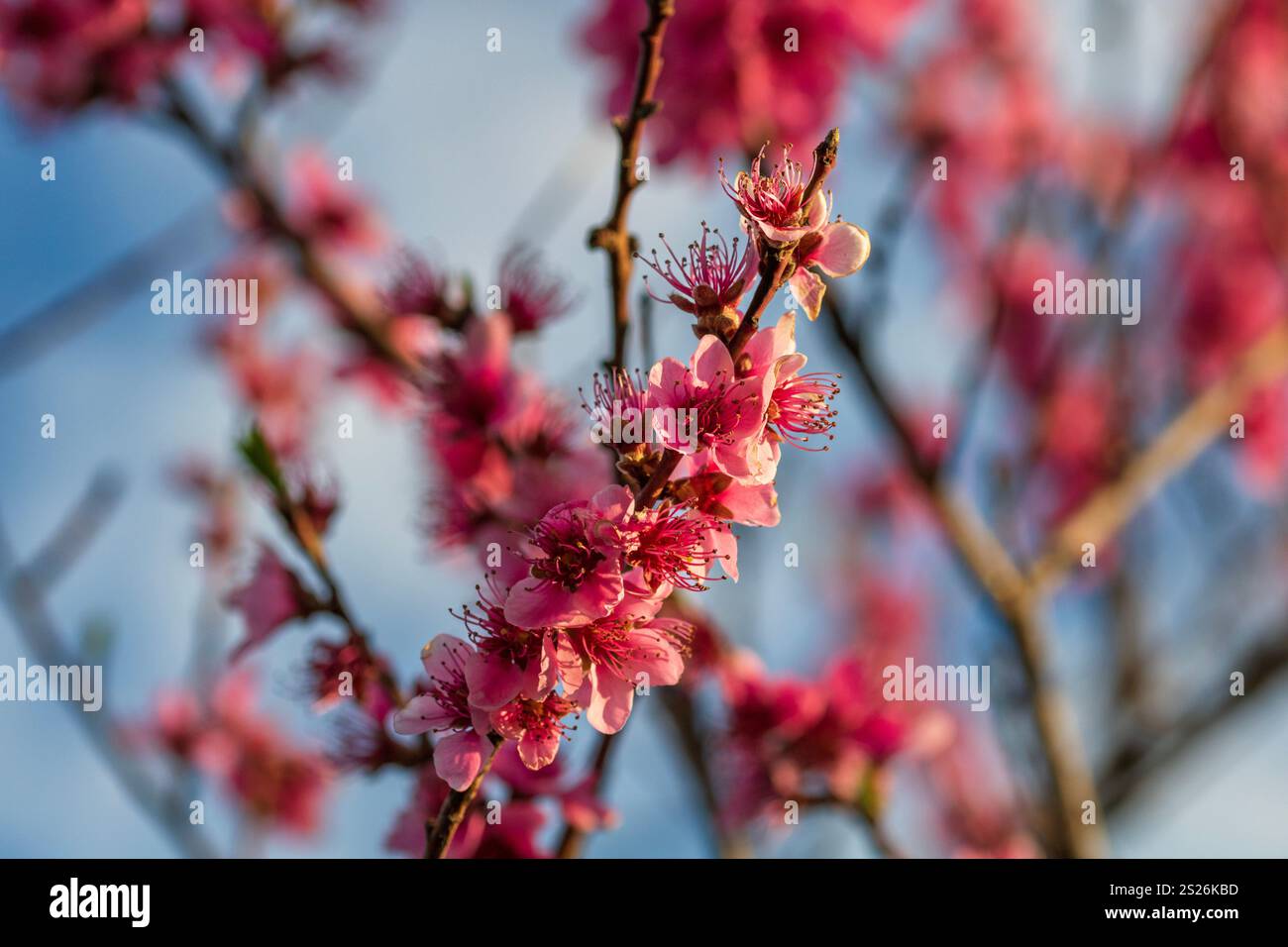 Spring colors in the Botanical Garden of Bucharest Stock Photo - Alamy