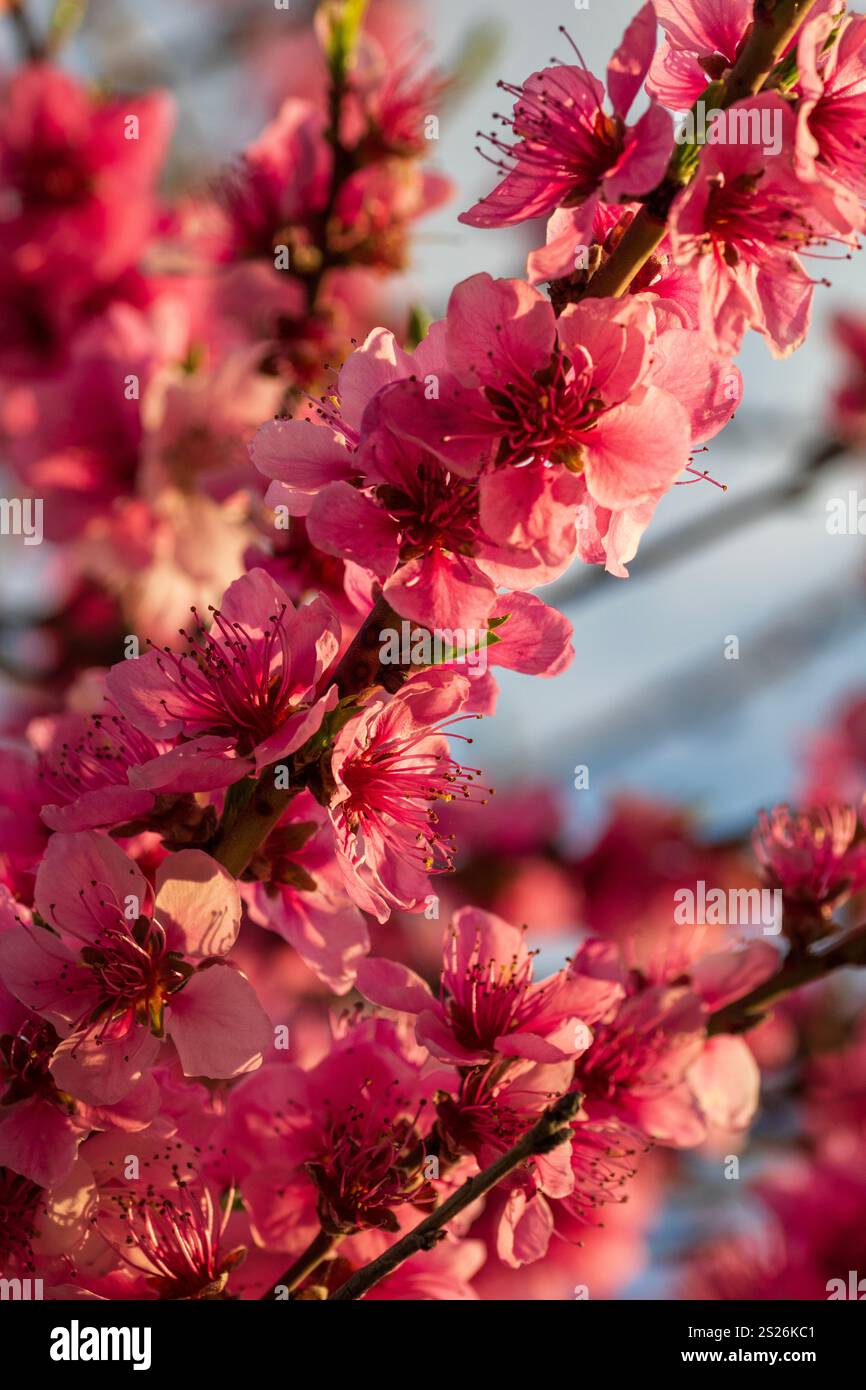 Spring colors in the Botanical Garden of Bucharest Stock Photo - Alamy