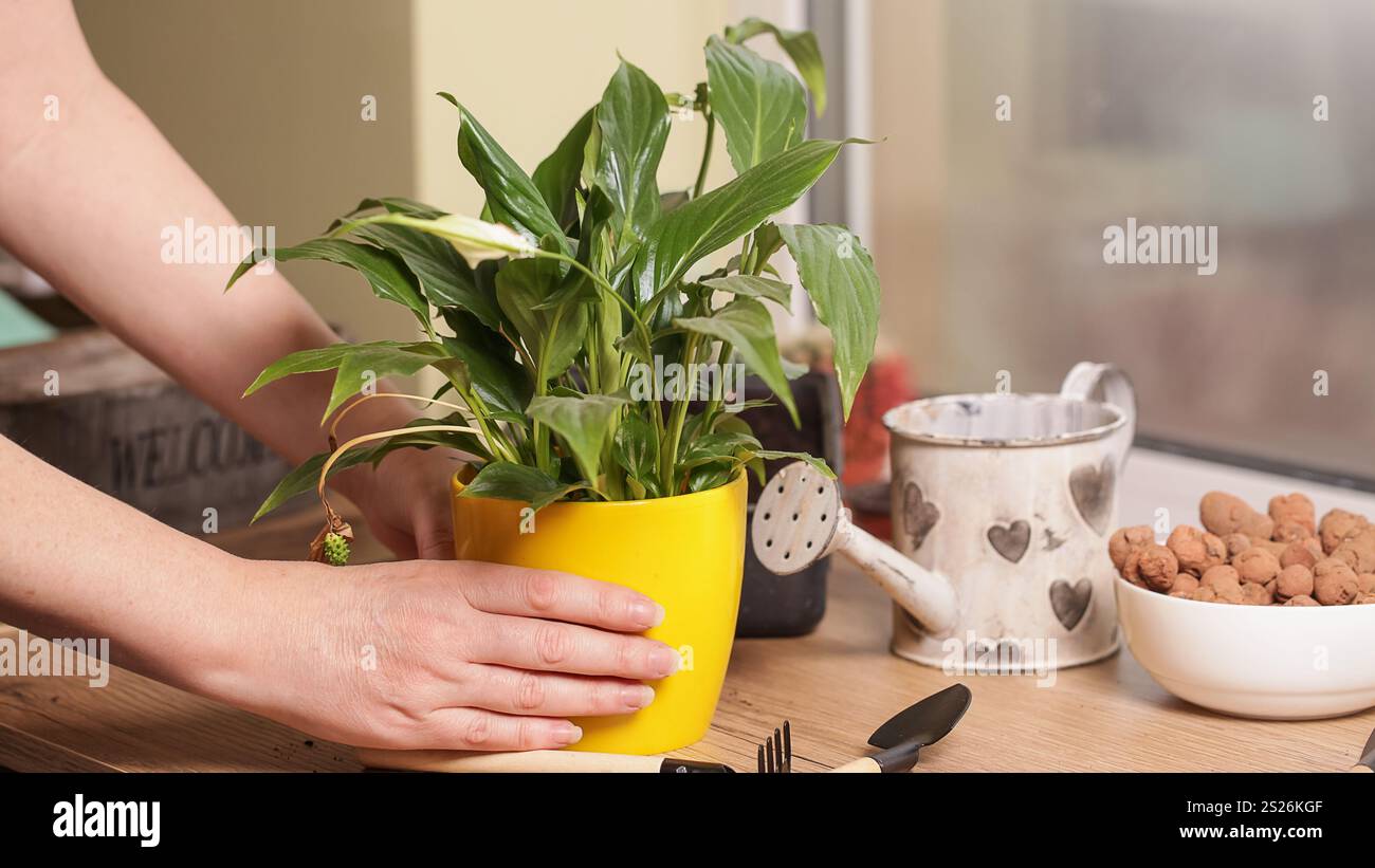 Peace lily with brown spots hi-res stock photography and images - Alamy