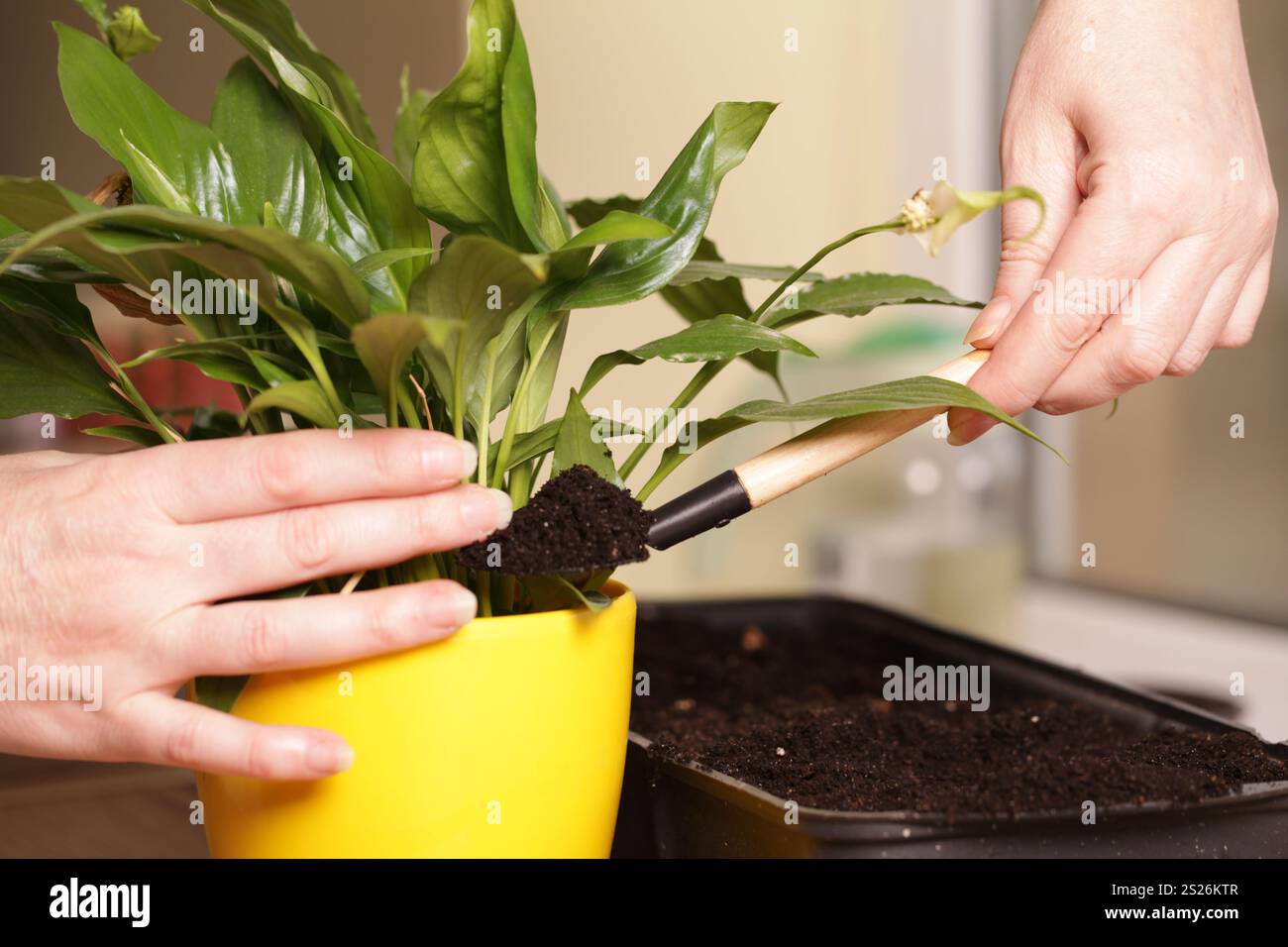Curling foliage hi-res stock photography and images - Alamy