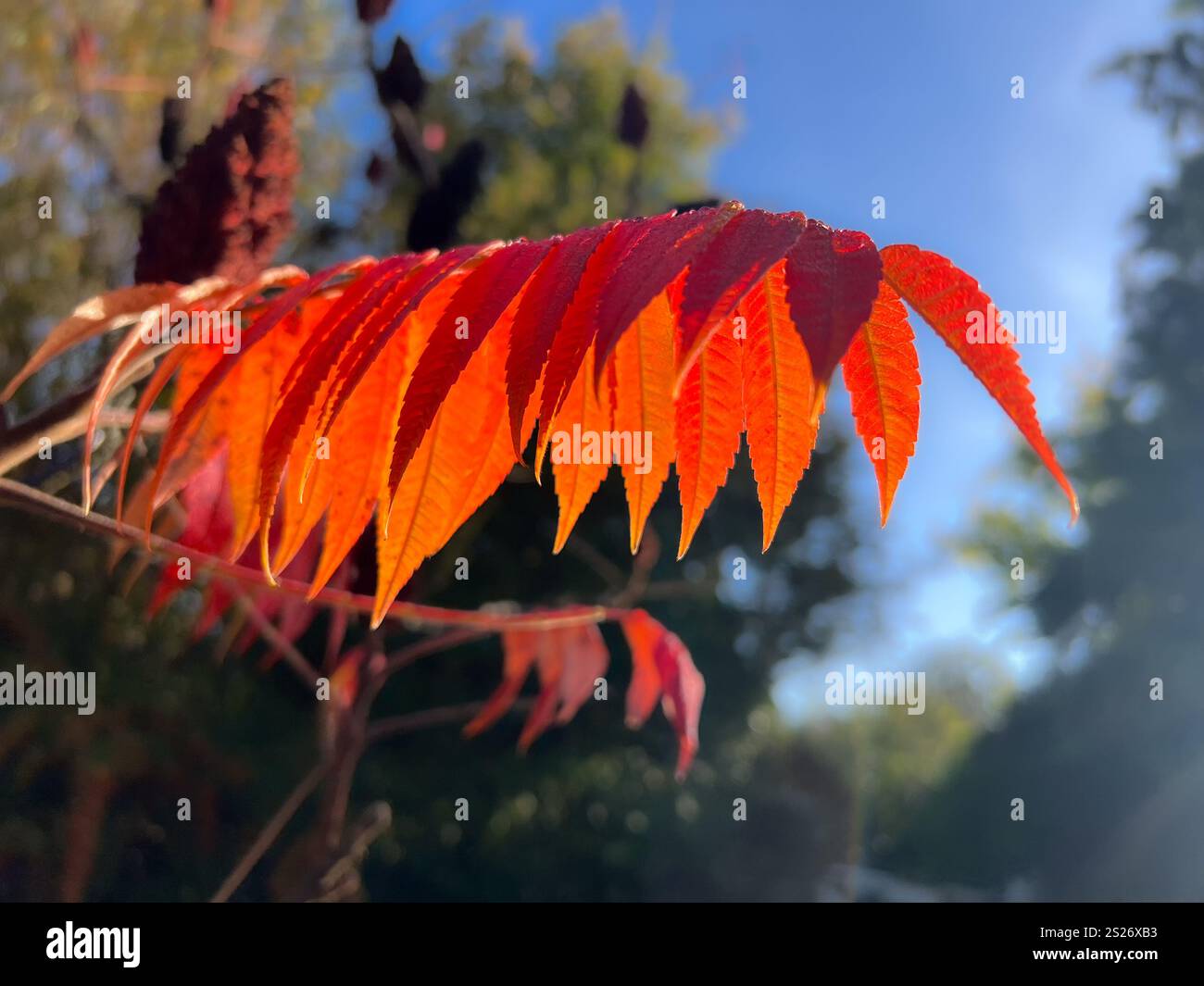 Beautiful red orange leaves of the Stags horn sumach plant in the sunshine of a bright cold autumnal day in the uk. - Smartphone Captured Stock Image
