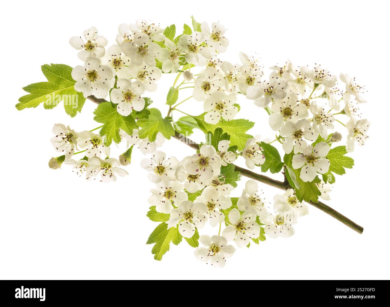 Hawthorn (Crataegus monogyna) flowers isolated on white background Stock Photo
