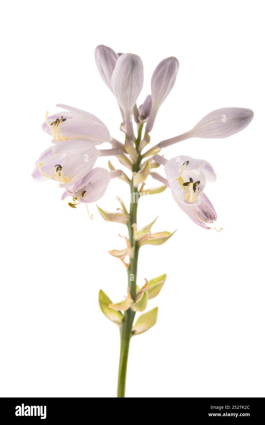 Plantain Lily flowers isolated on white background Stock Photo