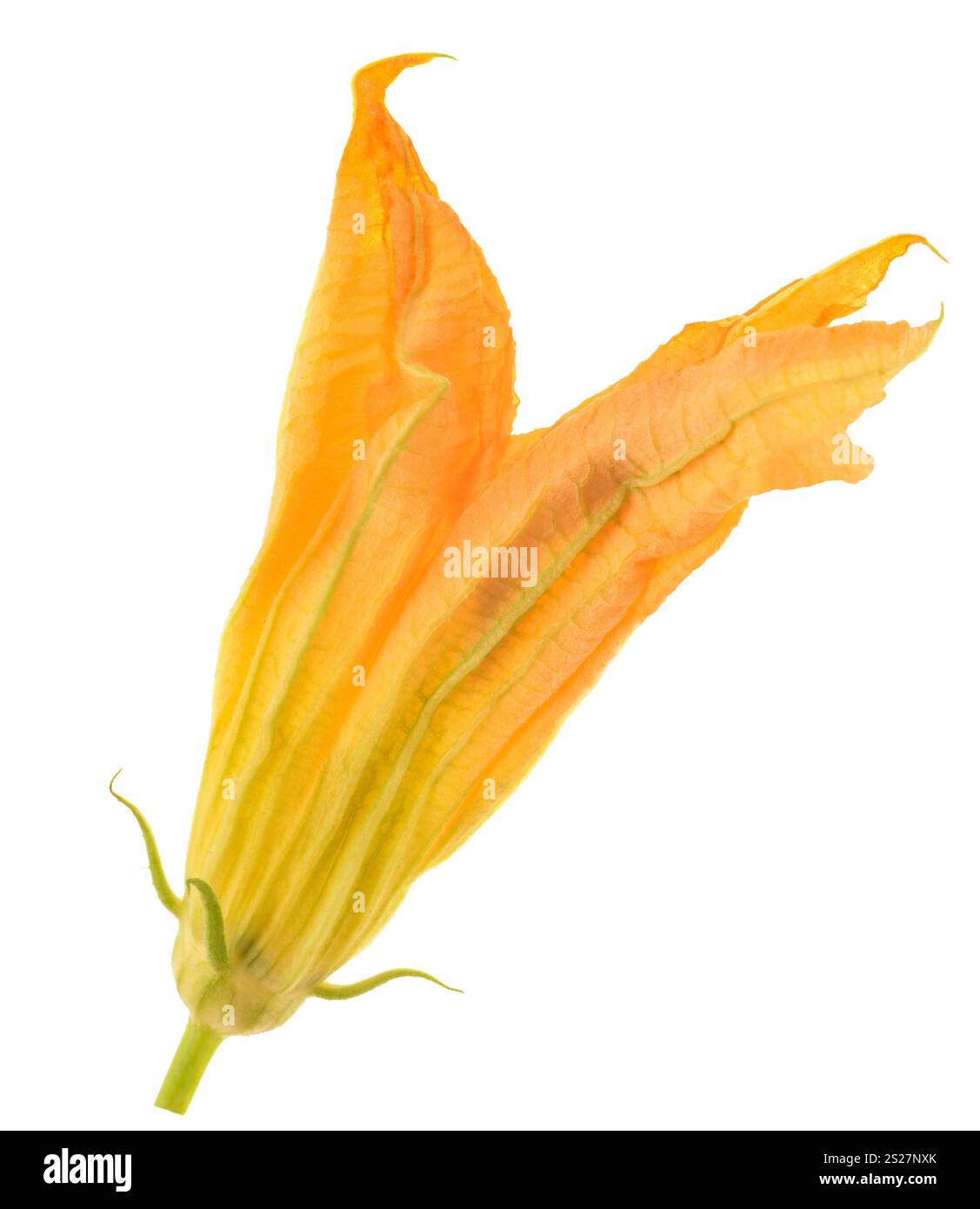 Squash blossom isolated on white background Stock Photo