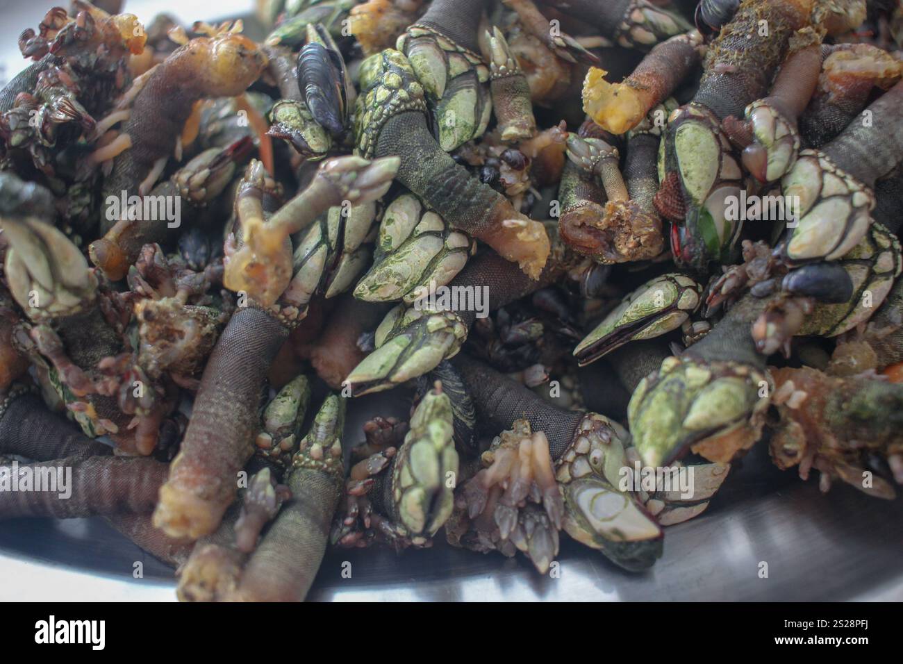 Barnacles Cooked Cook barnacle hi-res stock photography and images - Alamy