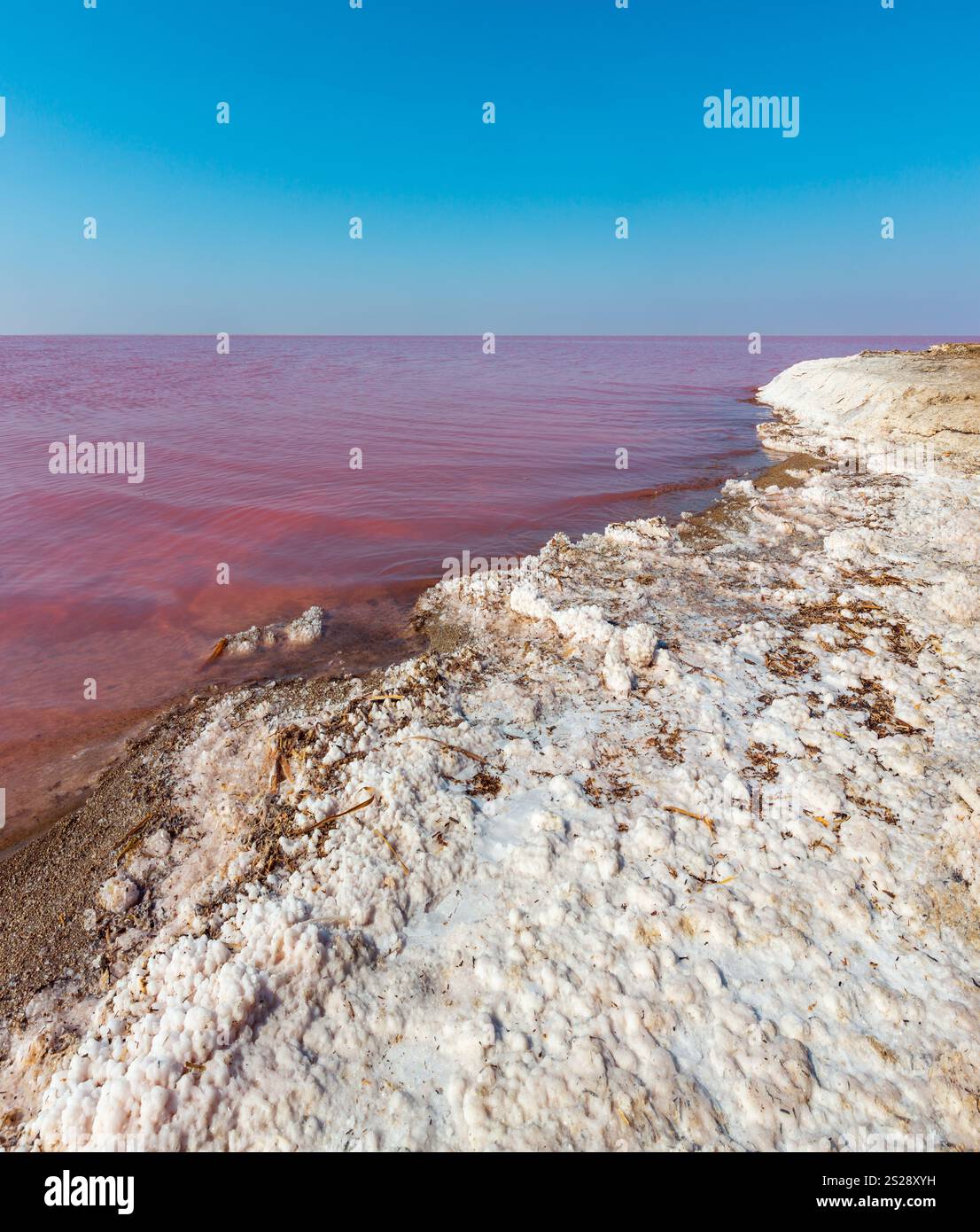Rotten Salt Pink extremely salty Syvash Lake, colored by microalgae with ...