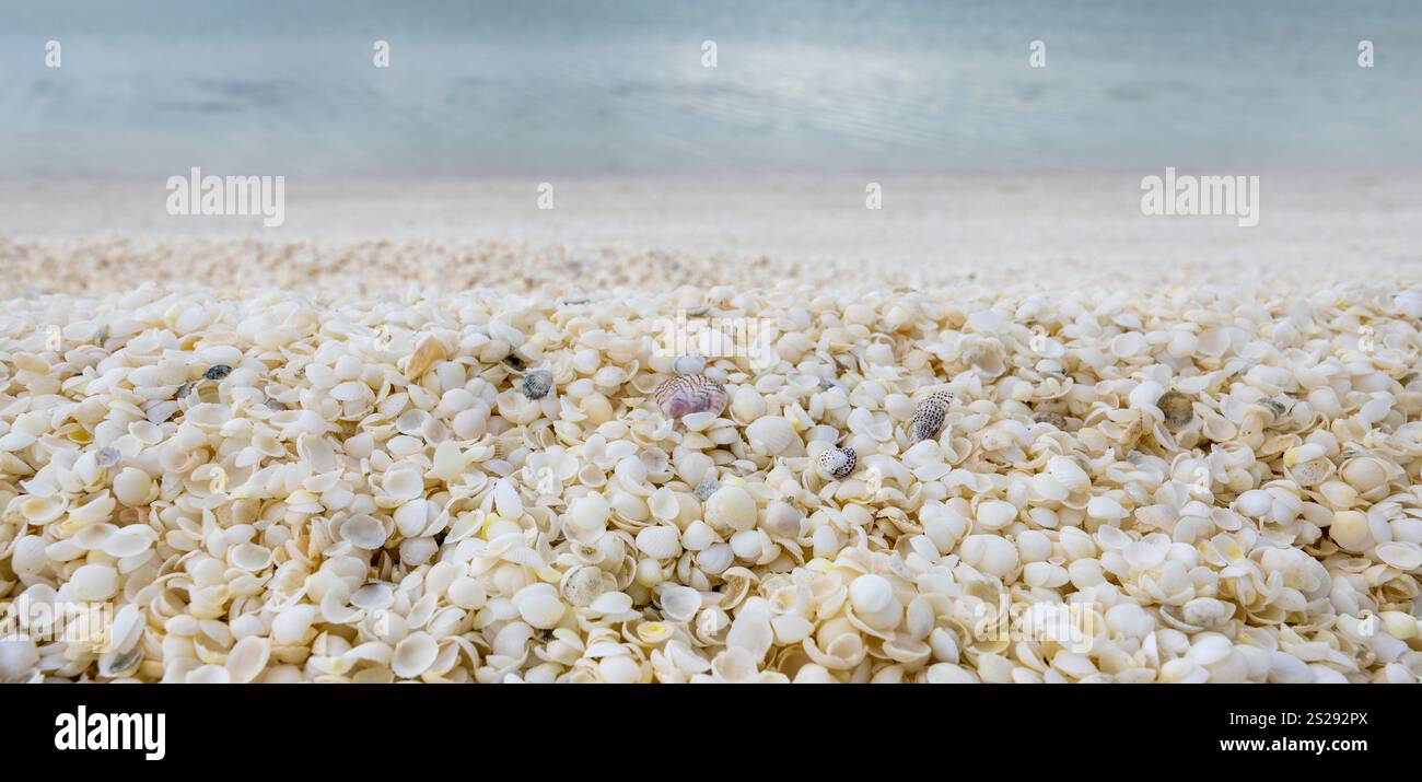 Cockle shells beach hi-res stock photography and images - Alamy