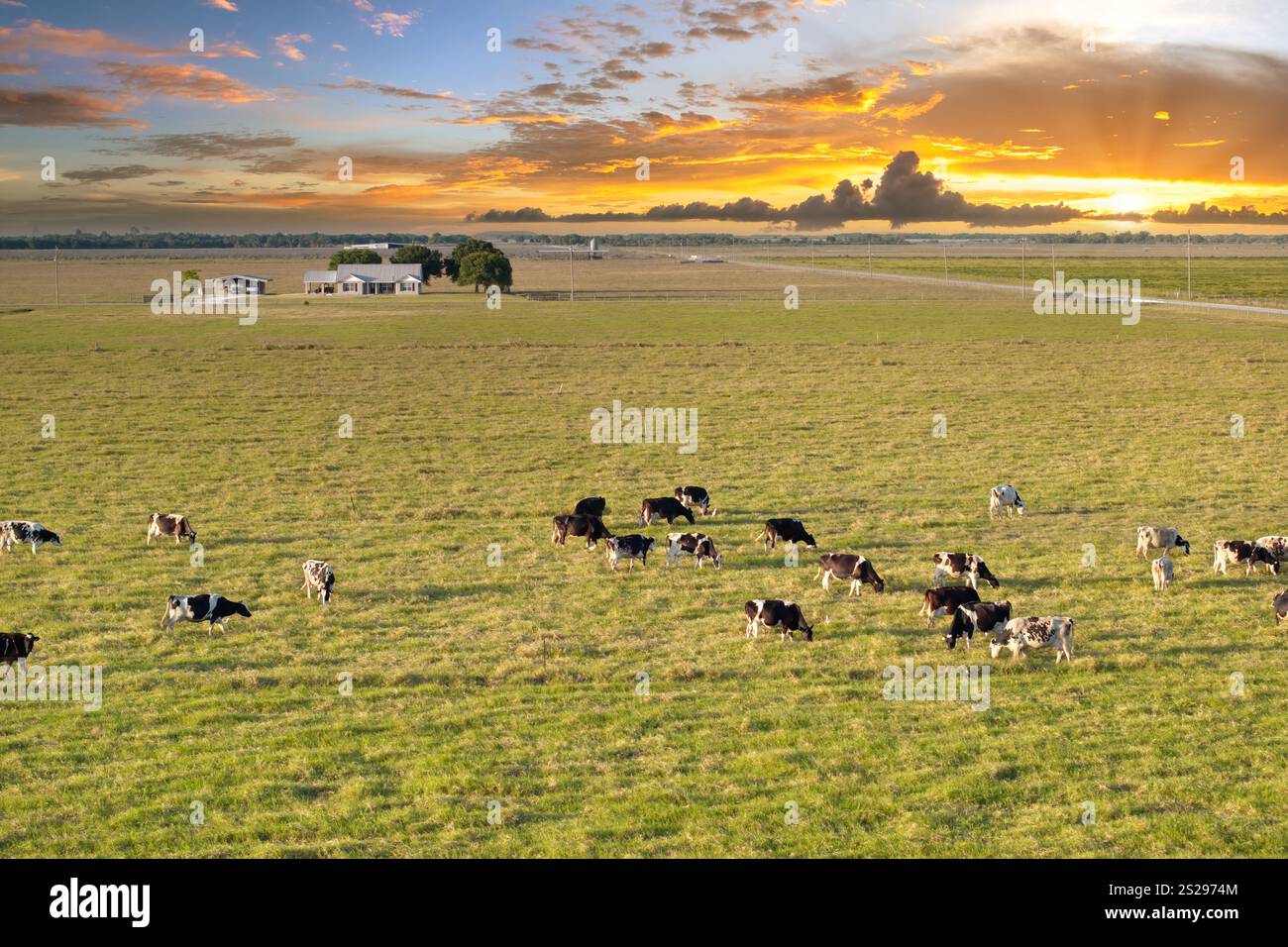Free range milk cows grazing on green farm pasture near farmhouse ...