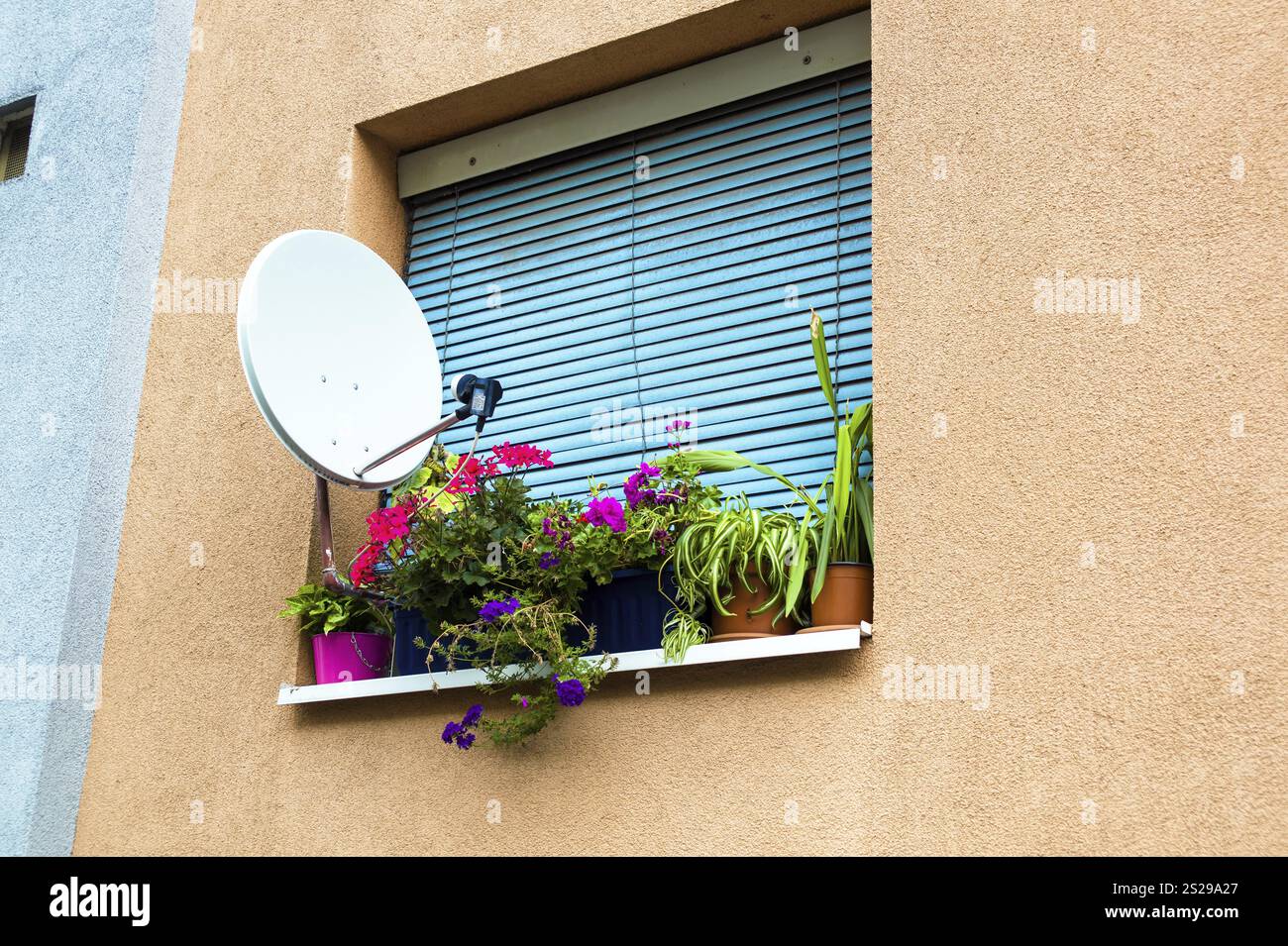 Satellite system for a television and flowers on the window of a city flat Stock Photo