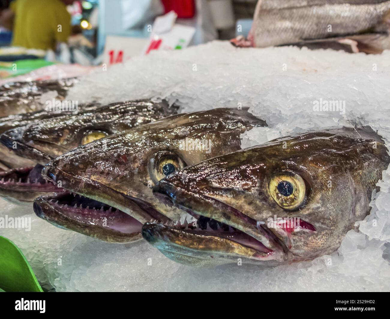 Freshly caught fish lying in the ice at a fish market Austria Stock ...