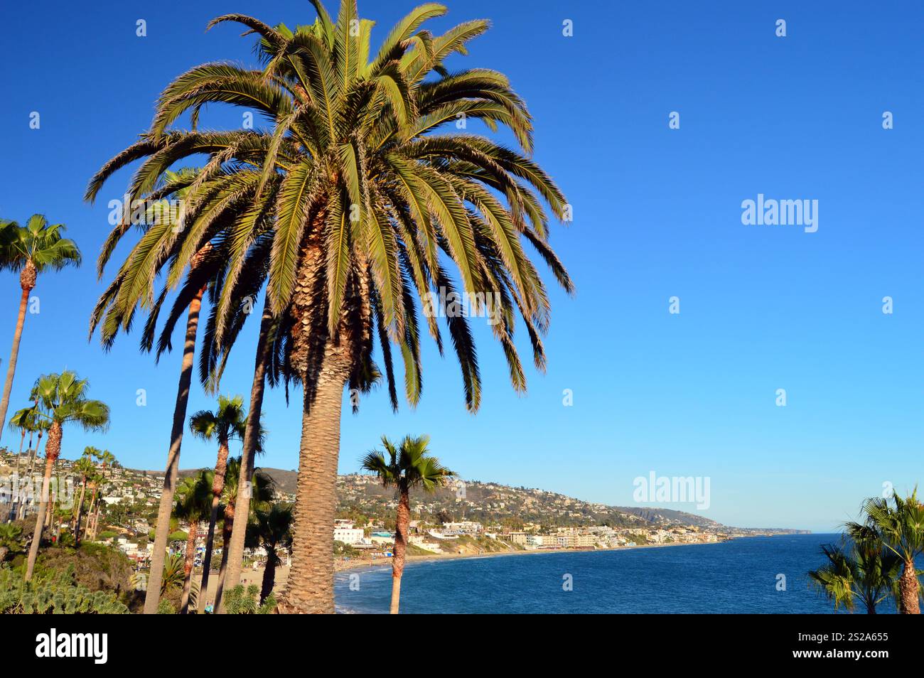 Large palm trees grow and provide shade along a tropical beach and town Stock Photo