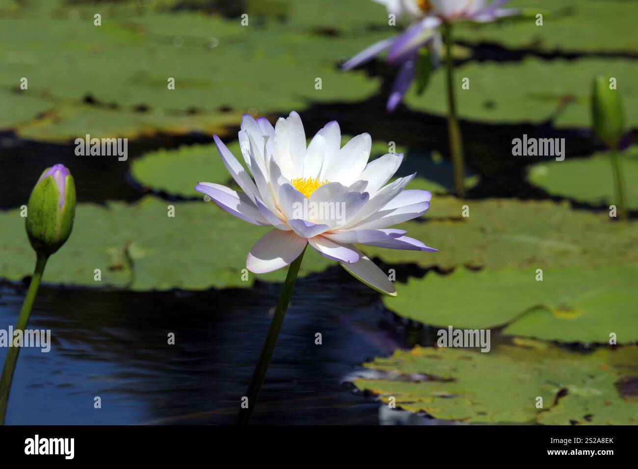 Purple lotus water lily flower on a pond of water Stock Photo - Alamy