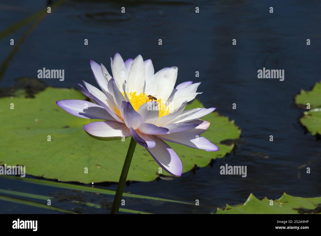 Purple lotus water lily flower and lily pad in a pond Stock Photo - Alamy