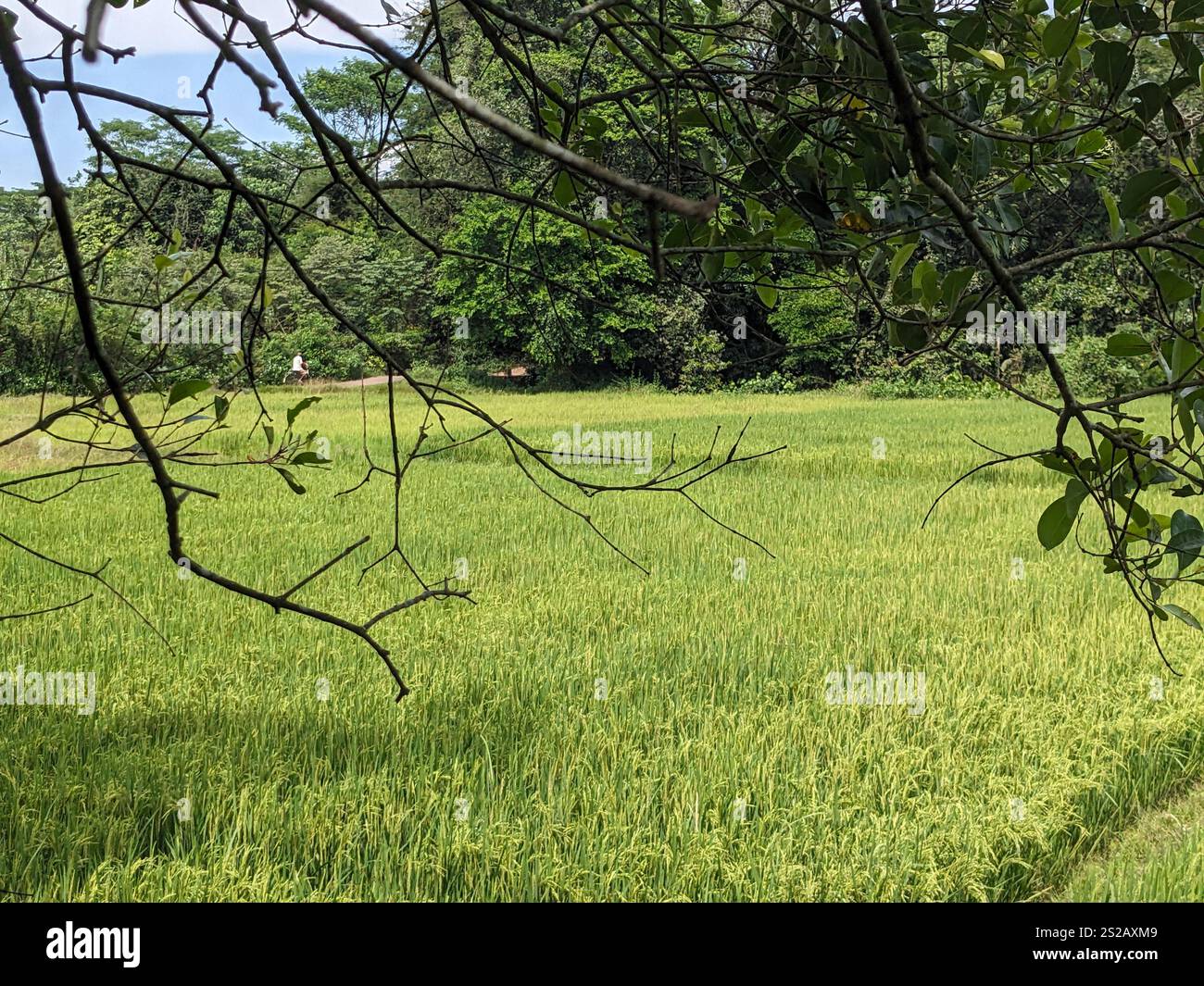 Emerald Tapestry: A Rural Idyll" Description: Immerse yourself in the serene beauty of a rural landscape, where emerald green paddy fields stretch as Stock Photo