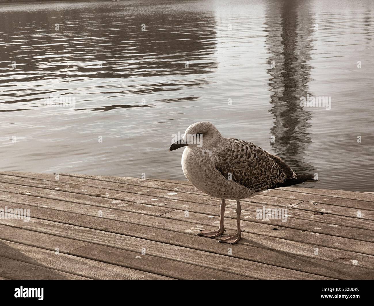 Seagull - Smartphone Captured Stock Image