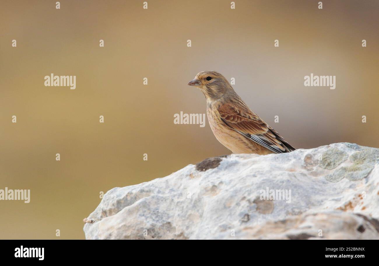 Common Linnet (Linaria cannabina) is a songbird species that lives in wooded and rocky areas on high mountain slopes. Stock Photo