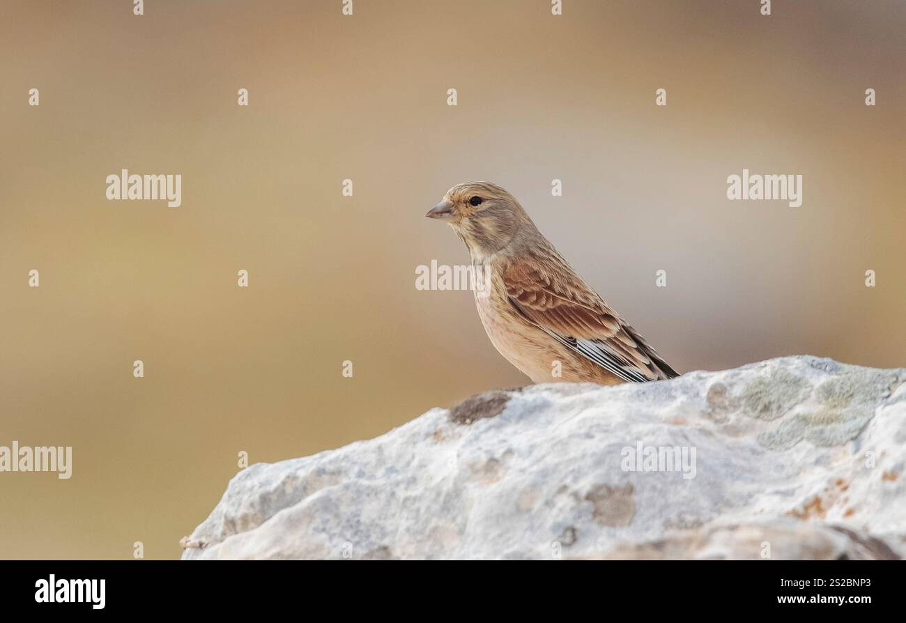 Common Linnet (Linaria cannabina) is a songbird species that lives in wooded and rocky areas on high mountain slopes. Stock Photo