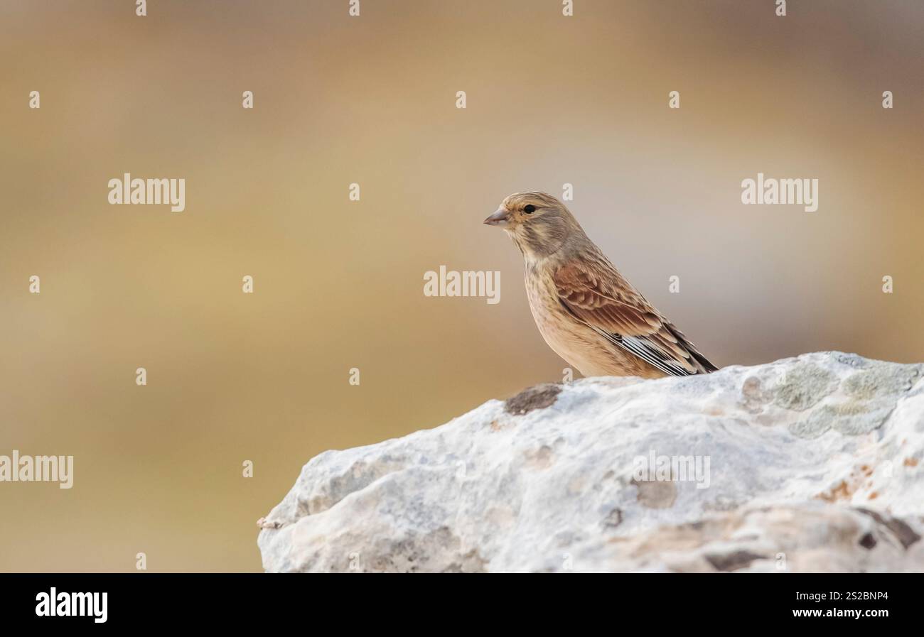 Common Linnet (Linaria cannabina) is a songbird species that lives in wooded and rocky areas on high mountain slopes. Stock Photo