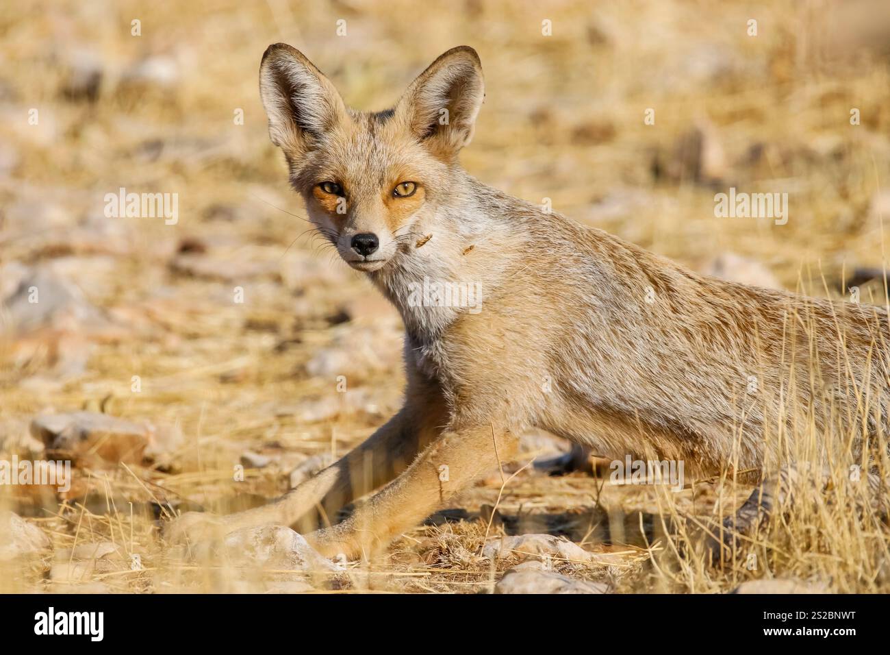 Red Fox (Vulpes vulpes) is a wild animal that lives in suitable ...