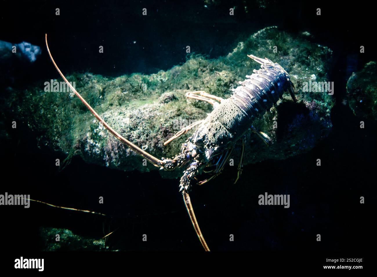 Lobster walking on the seabed. Macro view Stock Photo