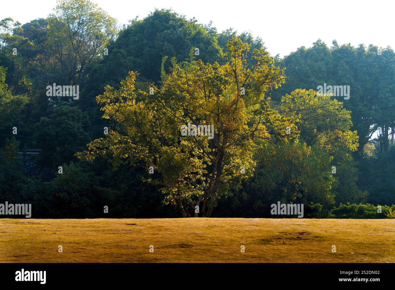 a big single tree in front Stock Photo