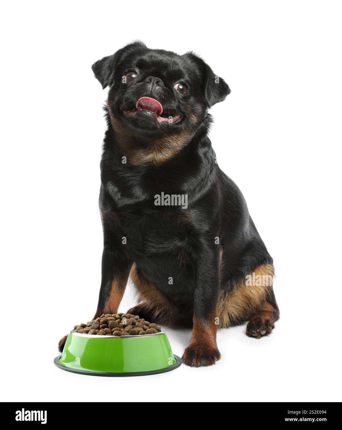 Petit brabançon Cut Out Stock Images & Pictures - Alamy