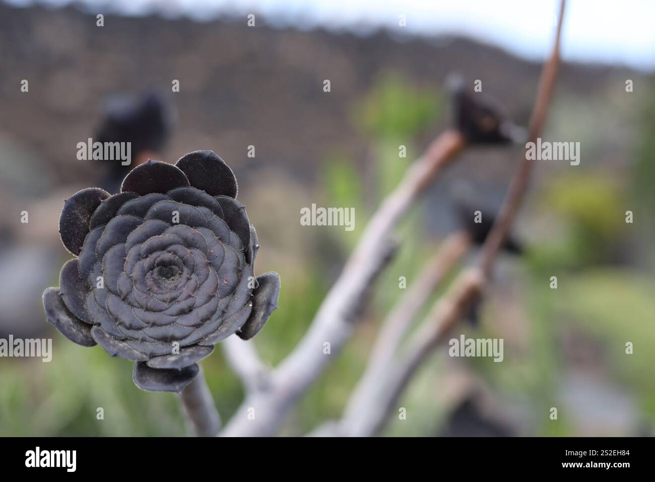 schwarze Kaktusblume Stock Photo