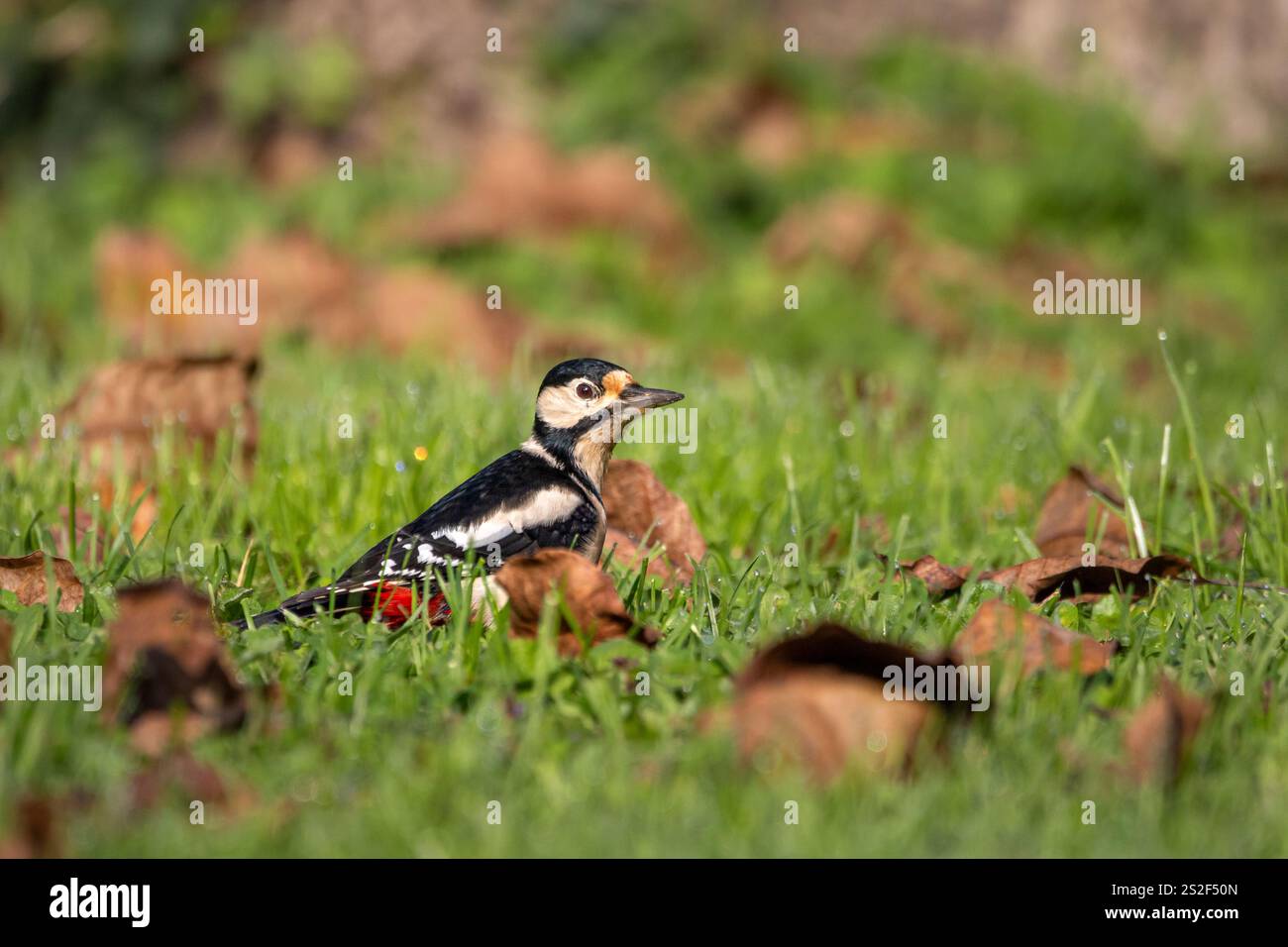 A female Great spotted woodpecker (Dendrocopos major) searching for food on the ground surrounded by autumn leaves.. Stock Photo
