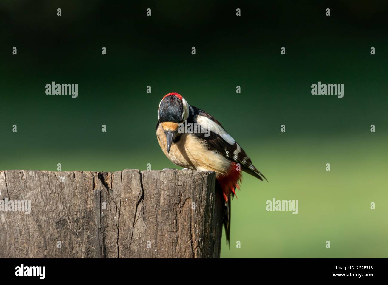 A male, Great spotted woodpecker (Dendrocopos major) perched on a tree branch searching for food. Stock Photo