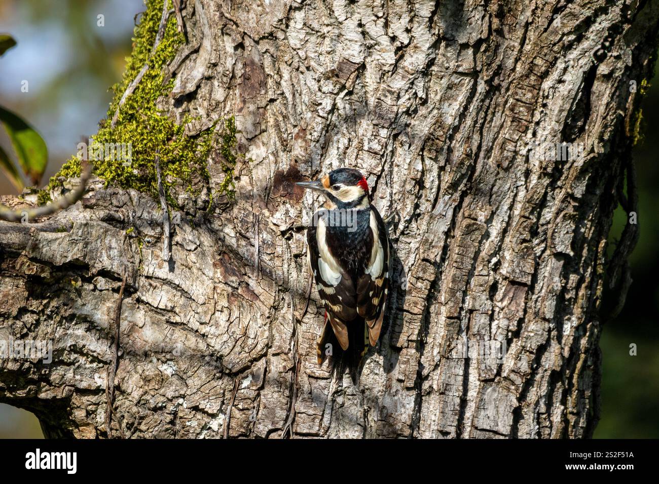 A male, Great spotted woodpecker (Dendrocopos major) perched on a tree trunk searching for food. Stock Photo
