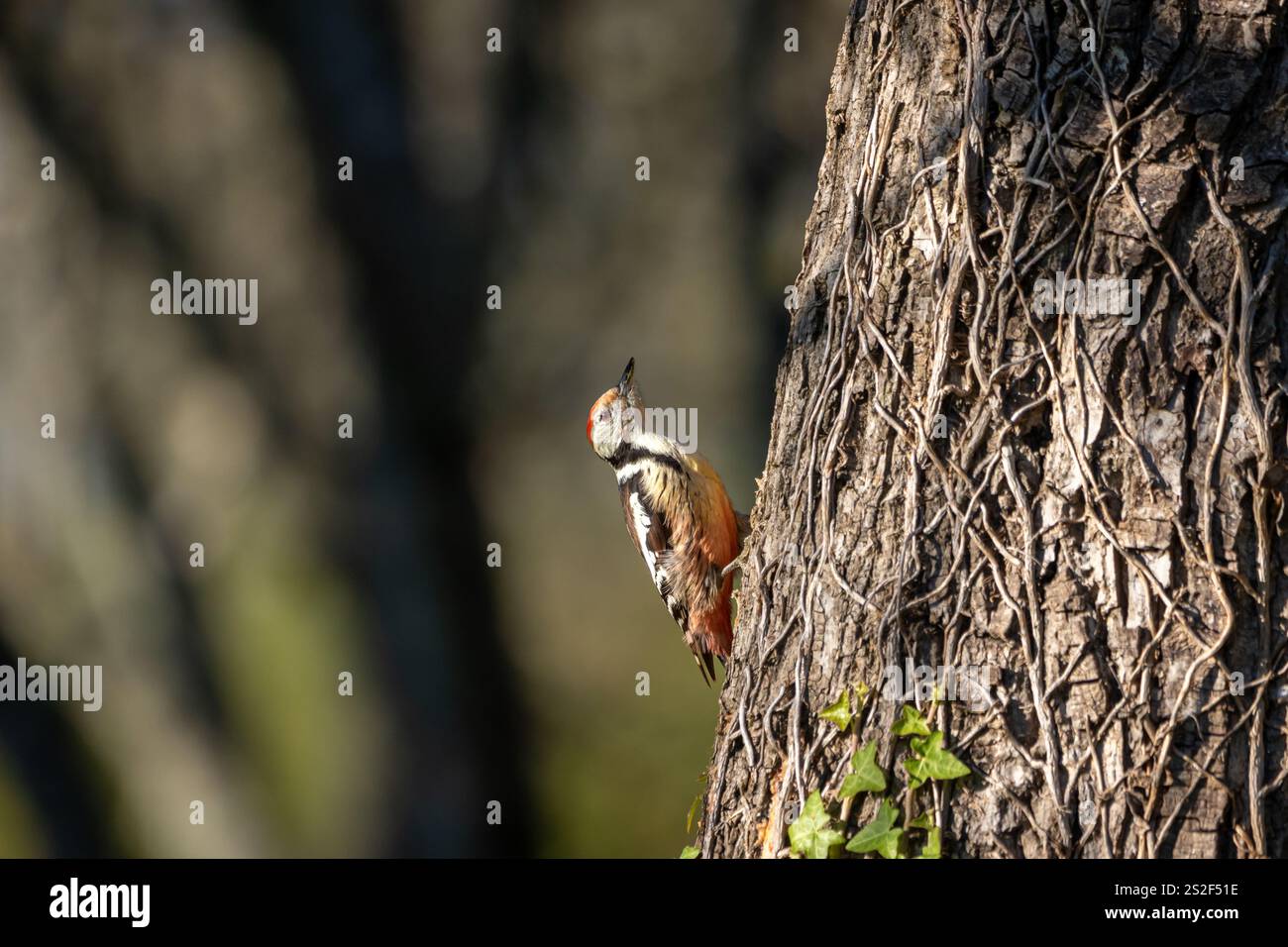 A Middle spotted woodpecker (Dendrocoptes medius) perched on the side of a Walnut tree. Stock Photo