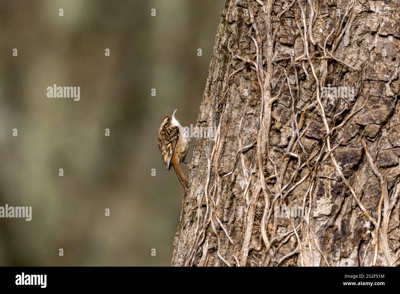 A Treecreeper (Certhiidae) perched on the side of a tree trunk. Stock Photo