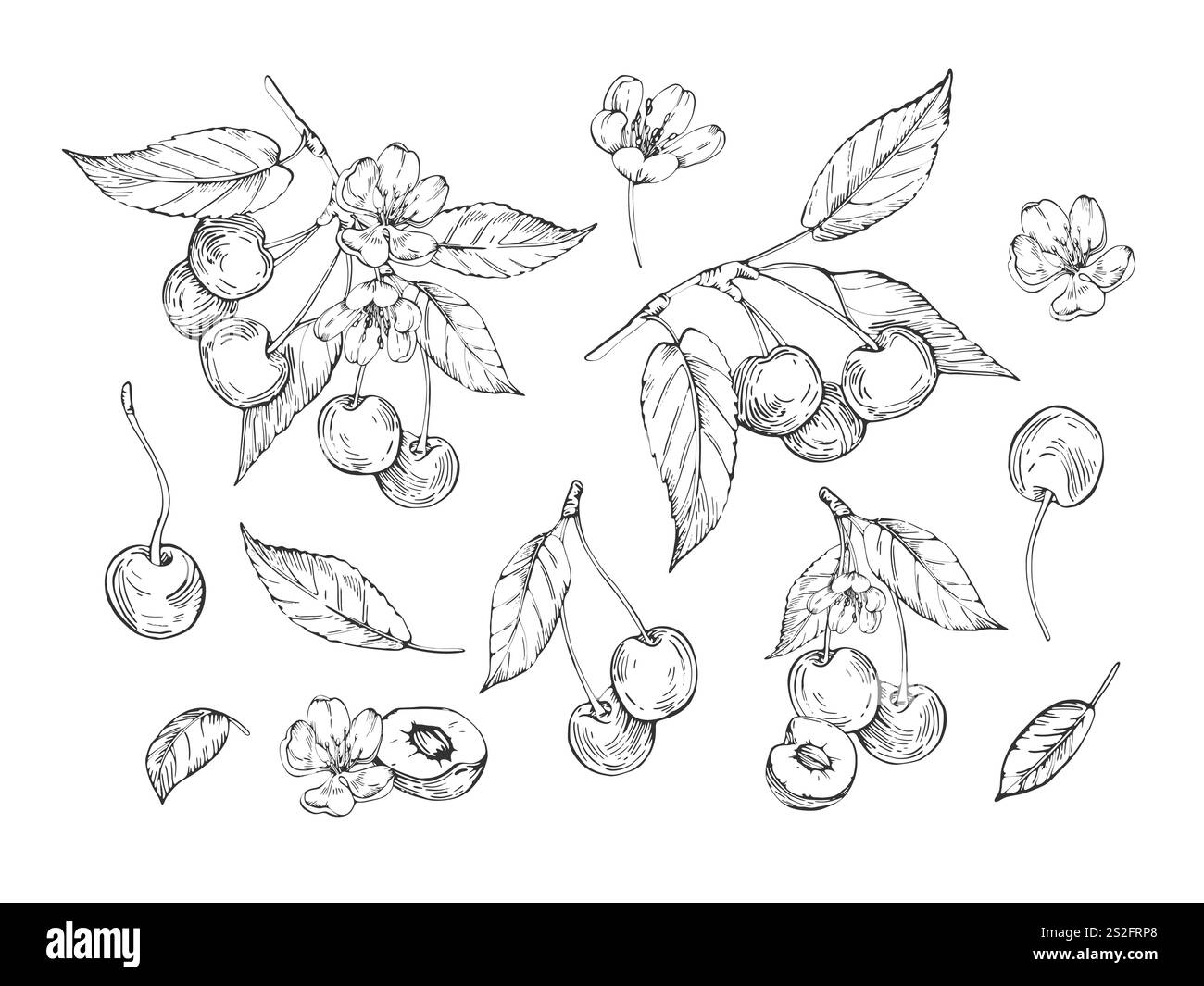 Cherry set of vector black and white illustrations hand drawn with ink ...