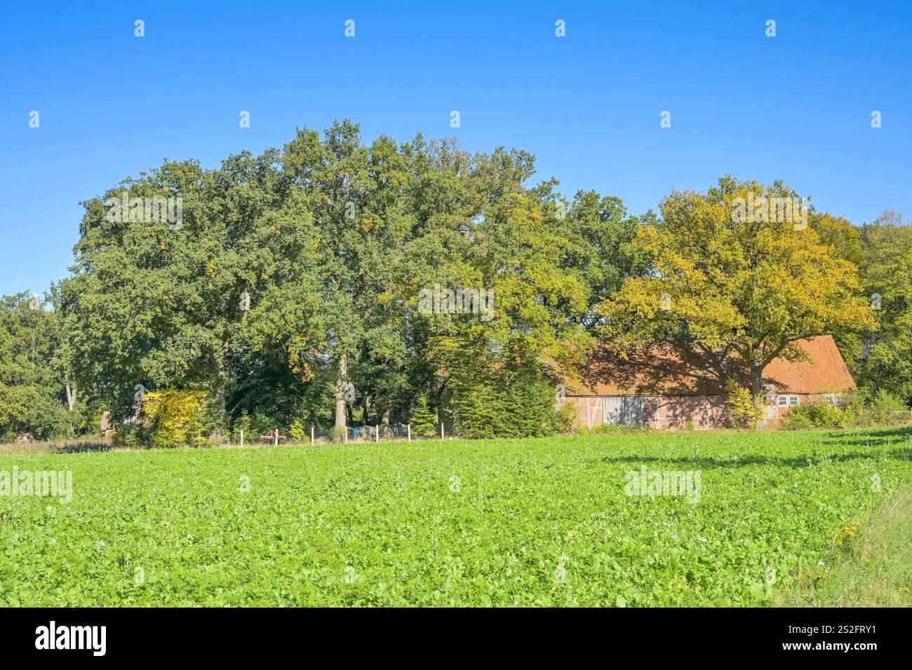 Alte Eichen, Scheune, Halligdorf, Uelzen, Kreis Uelzen, Niedersachsen, Deutschland Stock Photo