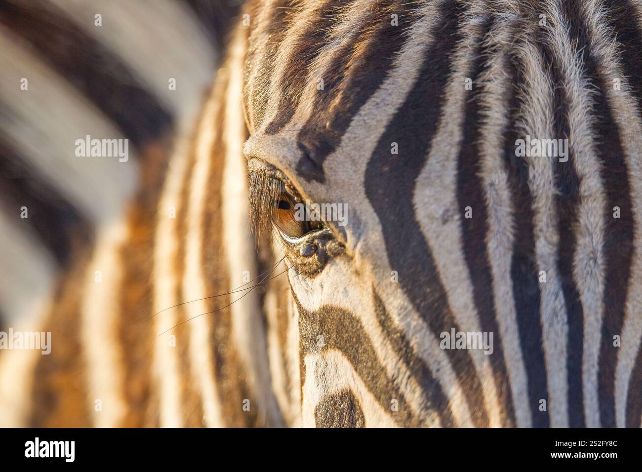 Zebra's eyes… The eyes of the Zebras one of the important parts of ...