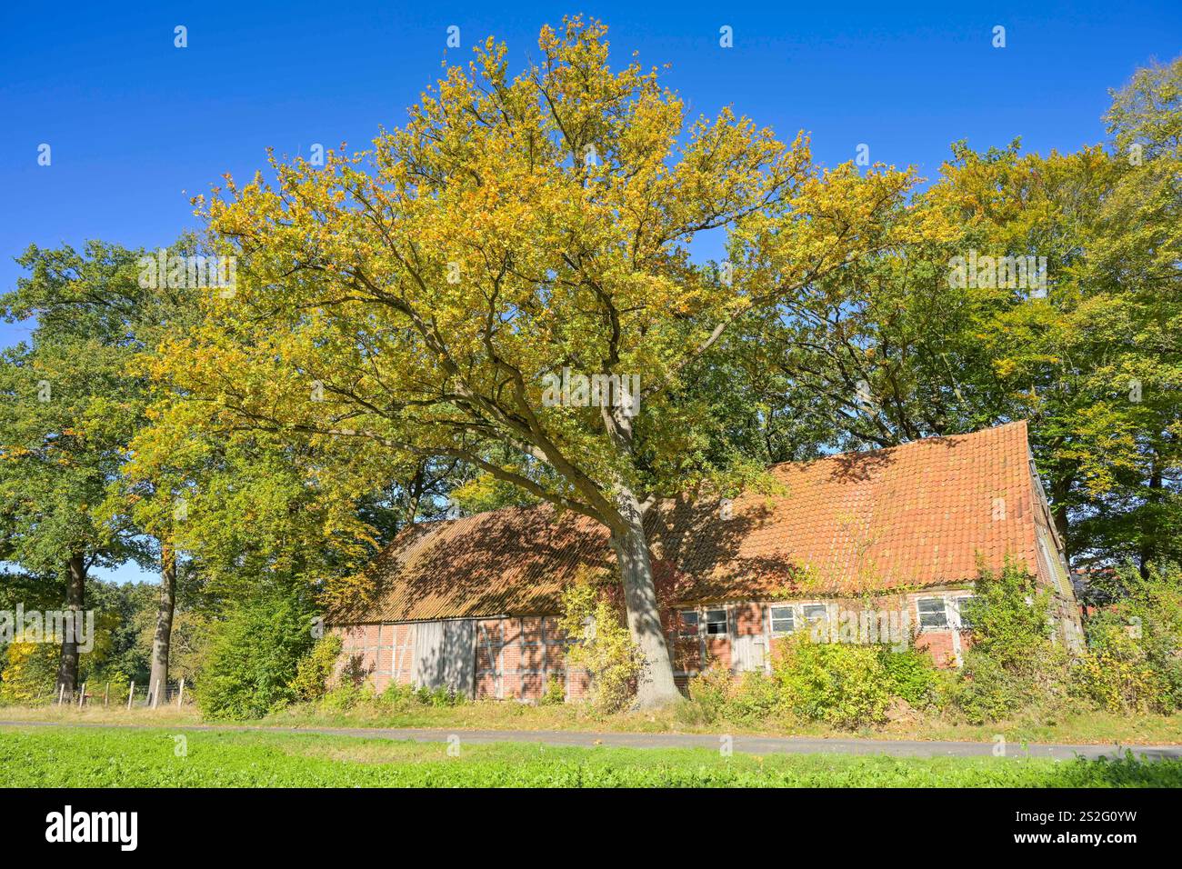 Alte Eichen, Scheune, Halligdorf, Uelzen, Kreis Uelzen, Niedersachsen, Deutschland Stock Photo