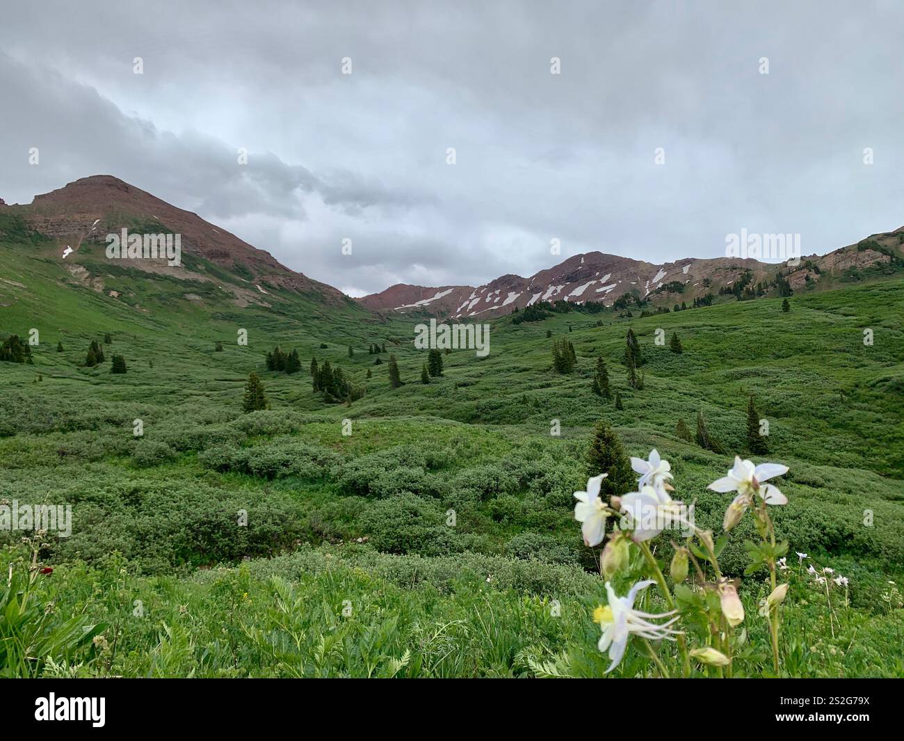 Wild Columbine flowers bloom in a Colorado meadow with a backdrop of dense pine forests and towering mountain peaks under a dramatic cloudy sky. - Smartphone Captured Stock Image