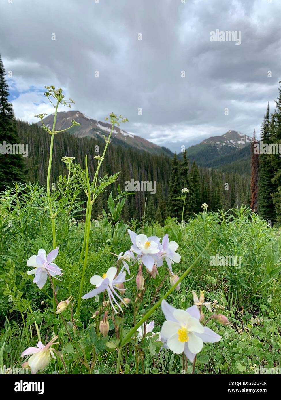 Wild Columbine flowers bloom in a Colorado meadow with a backdrop of dense pine forests and towering mountain peaks under a dramatic cloudy sky. - Smartphone Captured Stock Image