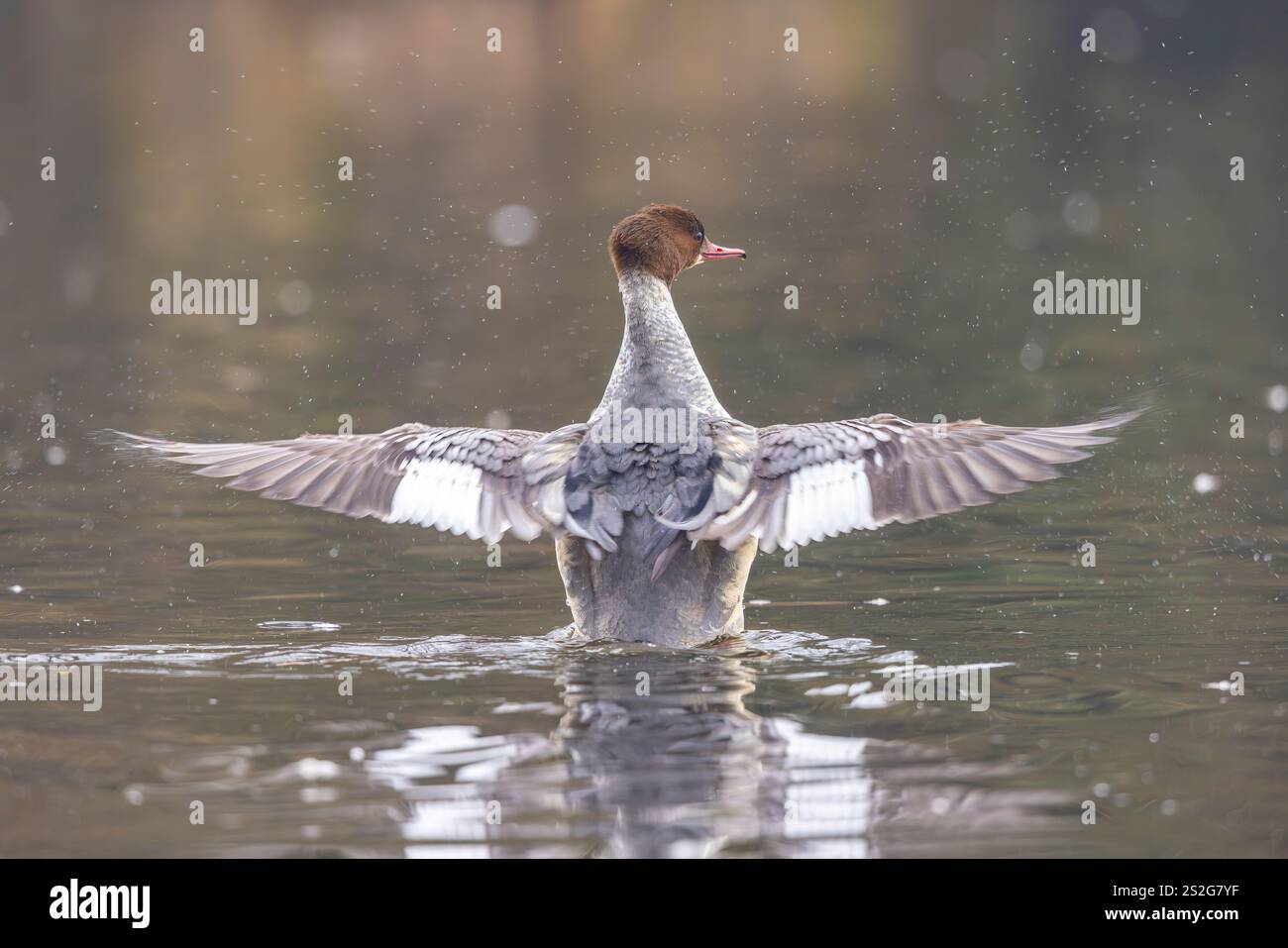 Rear view of wild, UK goosander bird, wings outstretched as the bird flaps in water. The goosander has its head turned to the side showing its eye. Stock Photo