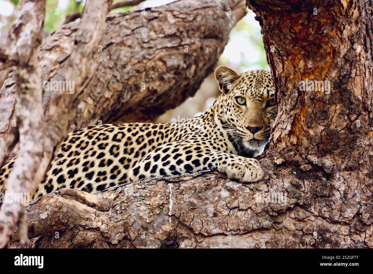 Stunning leopard in a tree relaxing but keeping an eye on some antelope in the distance. Stock Photo