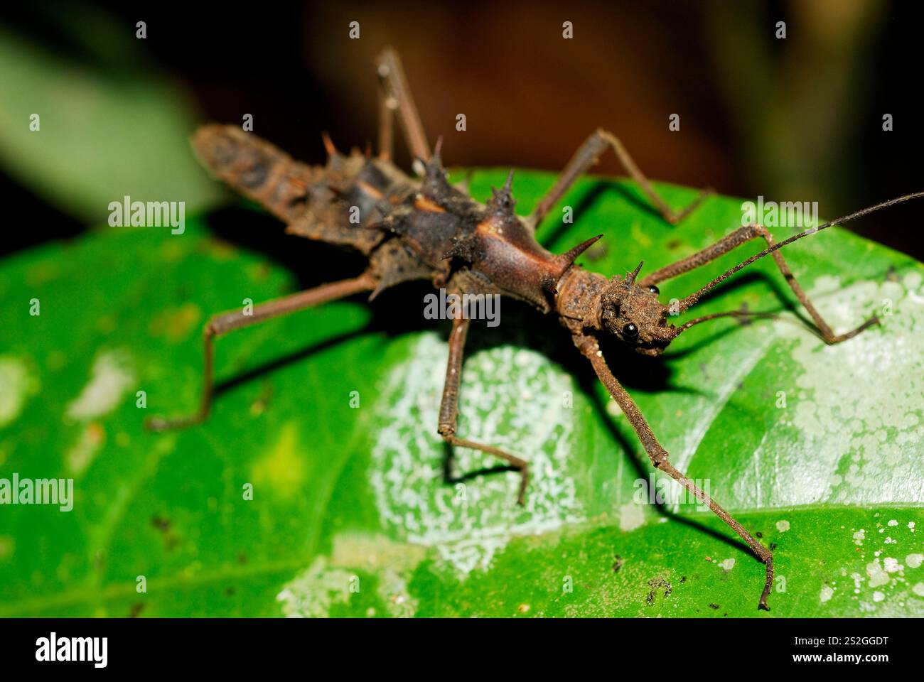 Stick insect (Phasmidae) in Bako, Sarawak, Malaysia Stock Photo - Alamy