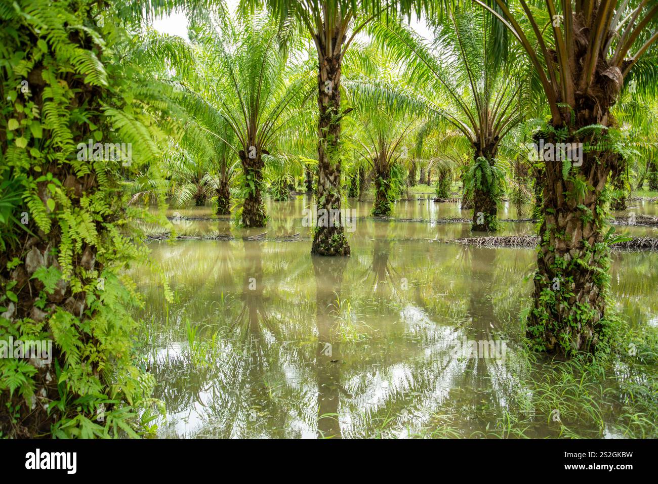 a Palm Oil Plantation near the Town of Bang Saphan in the Province of Prachuap Khiri Khan in Thailand,  Thailand, Bang Saphan, December, 2022 Stock Photo